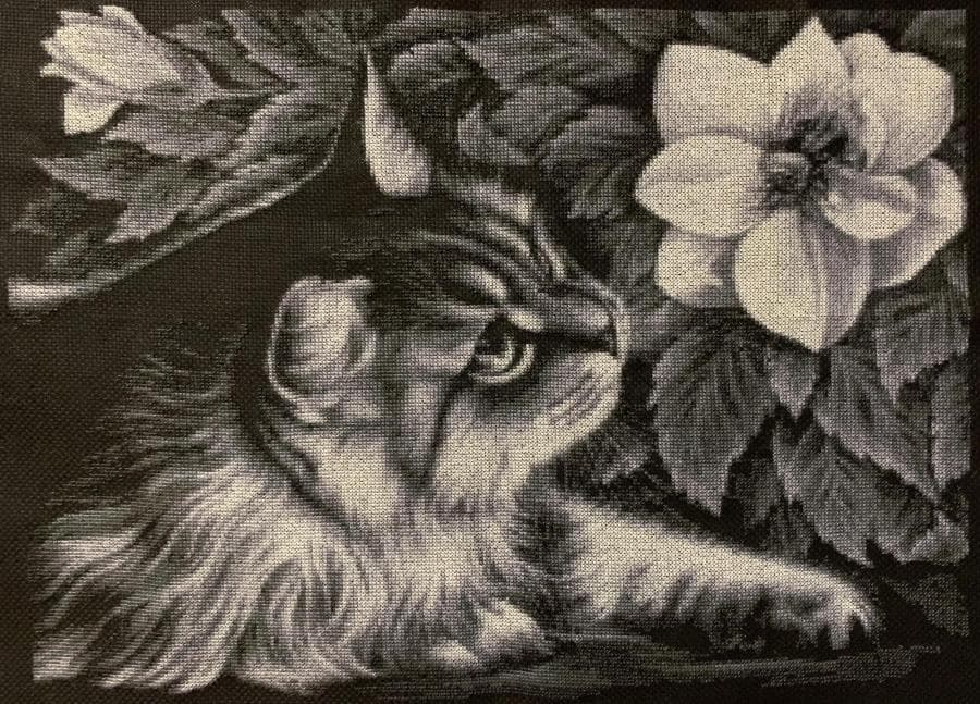Кошка