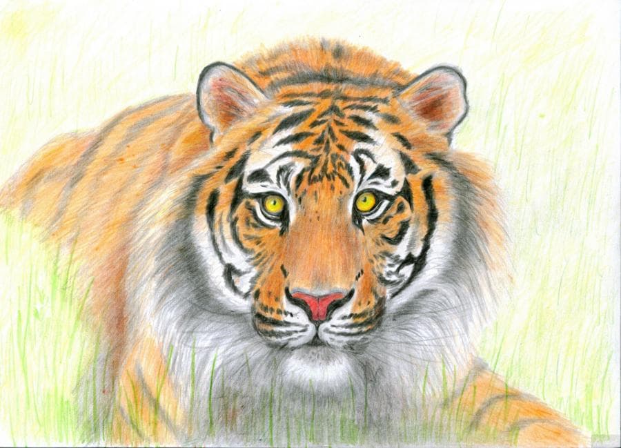 Рисунок Тигр