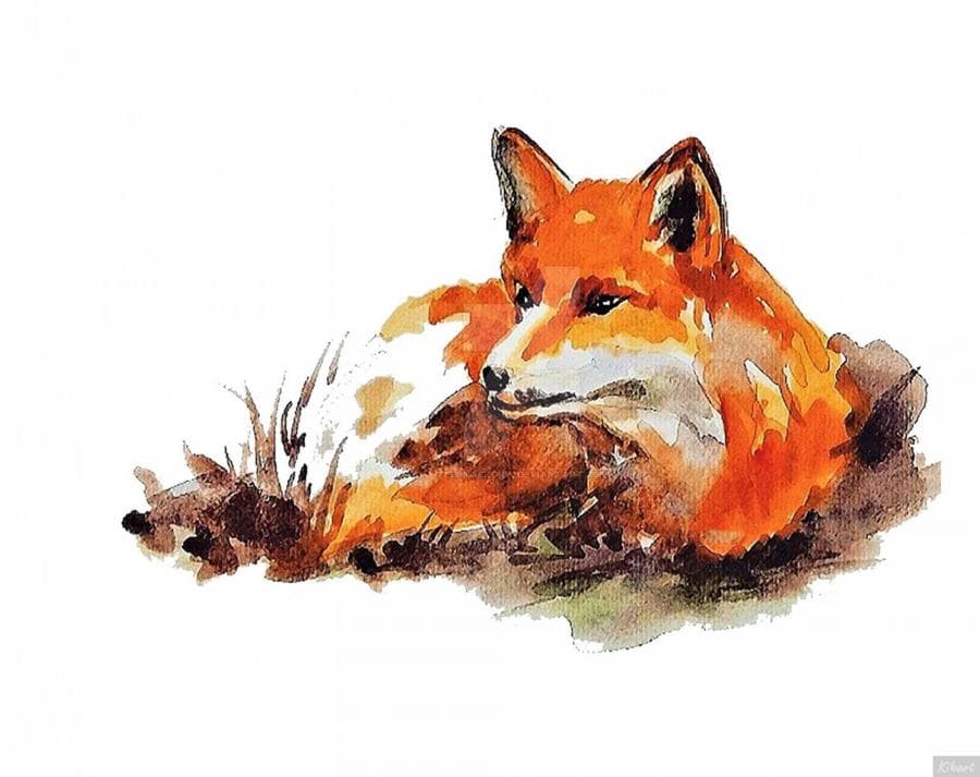 1 Red fox