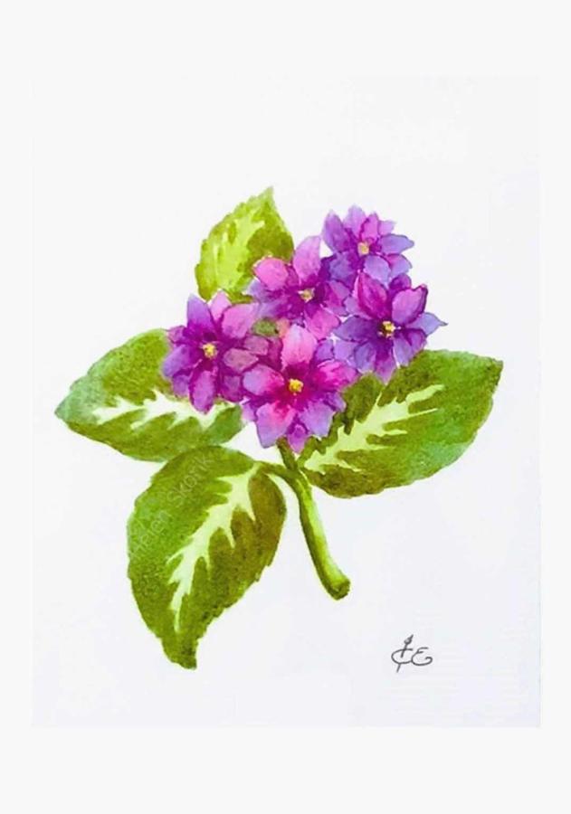 Violets