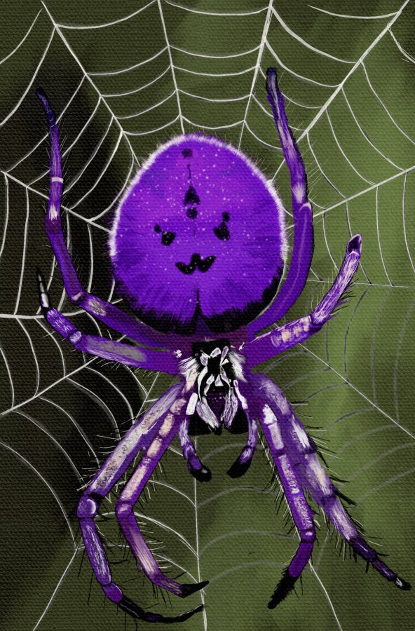 Spider