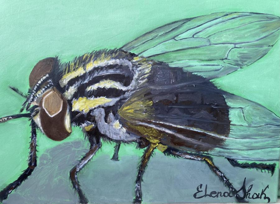 Муха в коричневом тренде