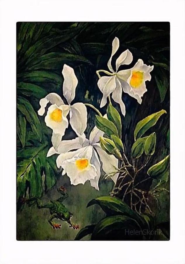 Orchids