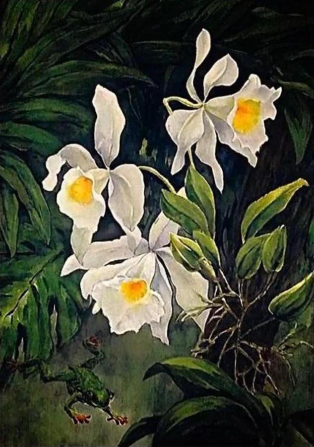 Orchids