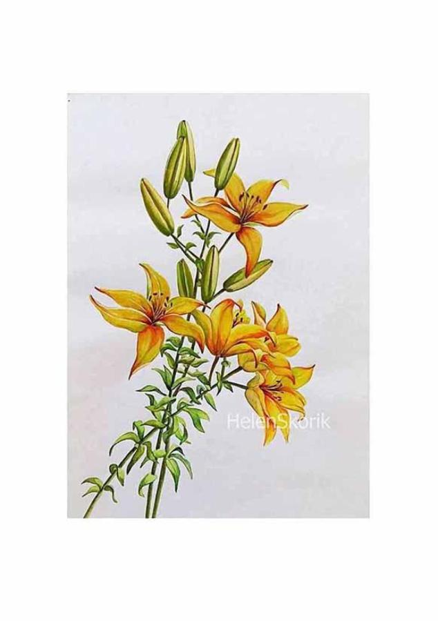 Lilies
