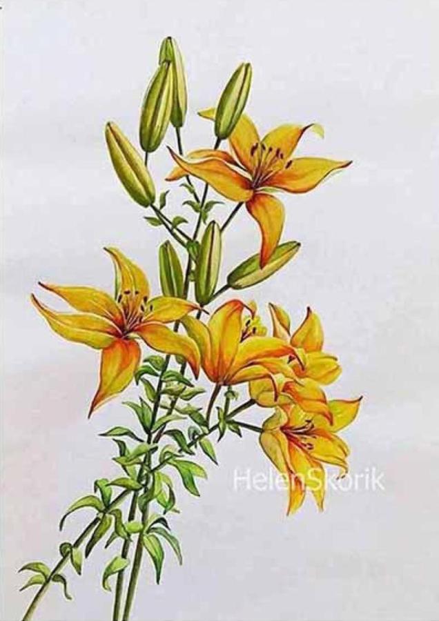 Lilies
